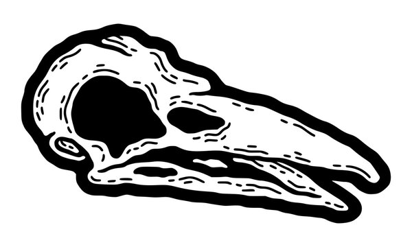 Bird skull. Crow, raven, vulture skeleton, vintage goth eagle, black tribal tattoo, nature engraving. Vector Line illustration 