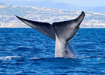 Blue Whale Fluke