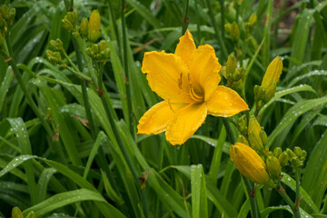 雨に濡れた黄色い百合