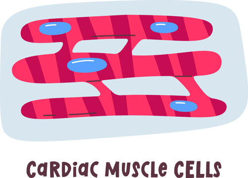 Cardiac Muscle Cells
