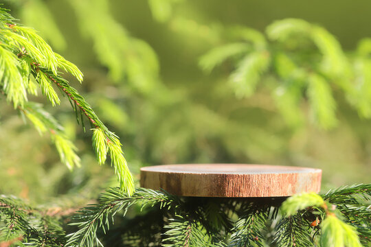 The podium is made of sawn wood with a natural background on the branches of a beautiful spruce. Front showcase with a stand for the presentation of goods. With a view of juicy greenery with bokeh.
