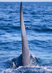 Blue Whale Fluke Side Edge