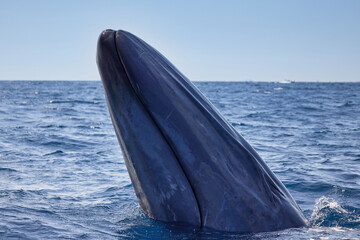 Whale, Blue Whale, Fish, ocean, sea, mammal, blue, animal, nature, wildlife, big, spy hop, spy-hop, breach
