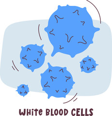 White Blood Cells