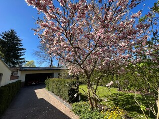Magnolia  ogród  z magnoliami , drzewo magnolia