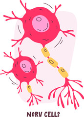 Nerv Human Cells