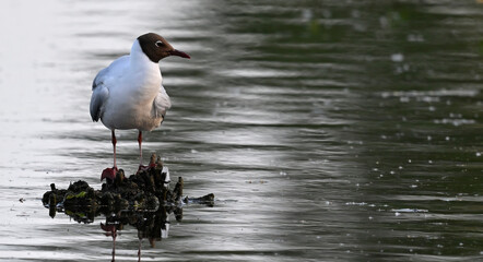 Black-headed gull // Lachmöwe (Chroicocephalus ridibundus)