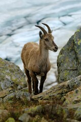 Bouquetin