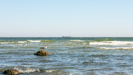 Möwe auf einem Stein in der Ostsee im Ostseebad Göhren auf Rügen - im Hintergrund transportiert...
