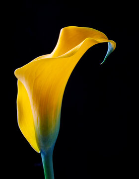 One Beautiful Yellow Calla Lily