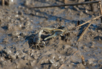 Atlantic Marsh Fiddler