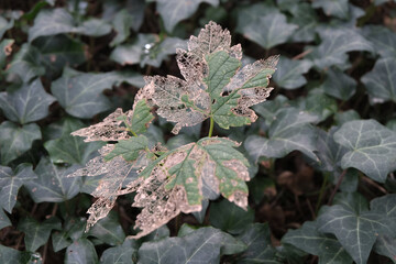 Decaying plants. Forest, and park areas.