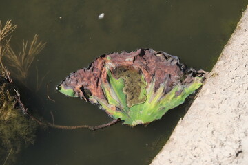 Decaying plants. Forest, and park areas.