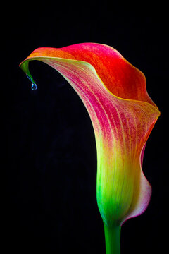 Dripping Calla Lily