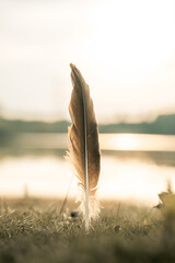 Feather standing in the ground, zen photo meditation dream like wallpaper, birds feather, goose...