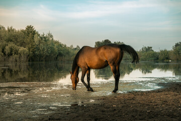 Brown horse drinking from a lake, beautiful horse in a meadow, rural setting