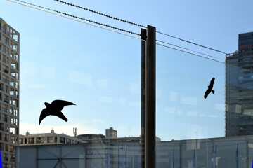Bird silhouette stickers on a glass screen wall for preventing birds from hitting