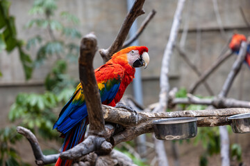 red and blue macaw