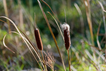 Cattails In The Marsh In Seed Fluff In October
