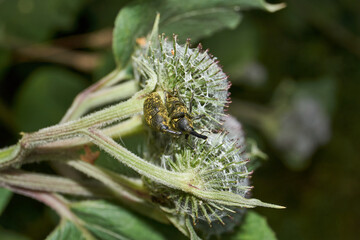 Weevil beetle on an inflorescence of Burdock (lat. Arctium lappa). Summer.