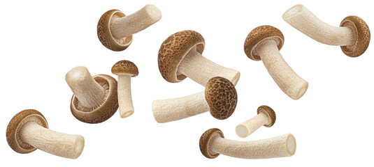 Falling Shimeji mushroom collection, brown beech mushrooms isolated on white background