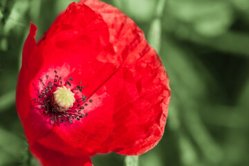 Beautiful Meadow Flower Close Up / Portrait of red poppy blossom at green plants background (copy space)