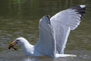 Yellow-legged gull about to gobble up an American crab that he has just caught in the Aiguamolls, Emporda, Girona, Spain
