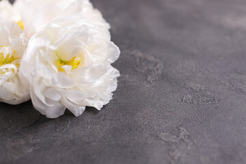 White blooming peony, floral background