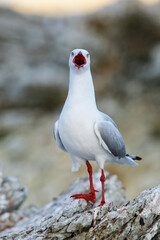 Red-billed gull on the coast of Kaikoura peninsula, South Island, New Zealand