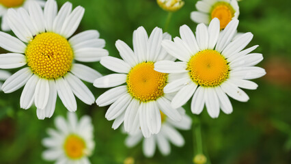Fototapeta premium Camomile daisy flowers - generative ai