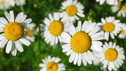 Fototapeta premium Camomile daisy flowers - generative ai