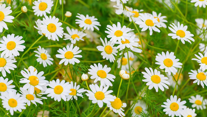 Camomile daisy flowers - generative ai