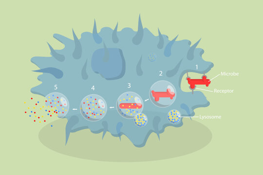 3D Isometric Flat Vector Conceptual Illustration of Phagocytosis, Labeled endocytosis Educational Scheme