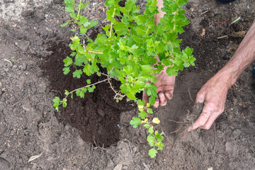 A man planted a gooseberries in his garden,spring seasonal work,gardener working