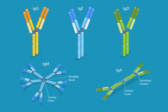 3D Isometric Flat Vector Conceptual Illustration of Different Types Of Immunoglobulins, Antibodies Structure