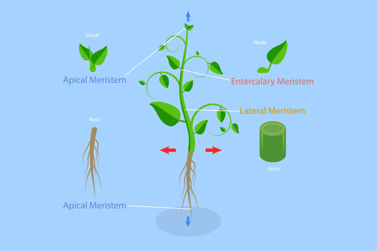3D Isometric Flat Vector Conceptual Illustration of Meristematic Tissue, Educational Scheme