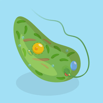 3D Isometric Flat Vector Conceptual Illustration of Anatomy Of A Euglena, Biological Educational Schema