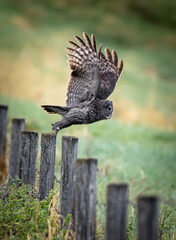 Great grey owl on the hunt