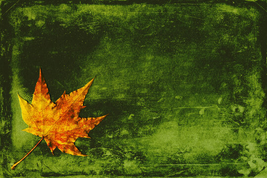 yellow leaf of a tree  on a background of old green board