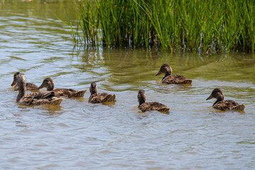 gadwall Mareca strepera is a common duck that swims in the aiguamolls de emporda in girona spain