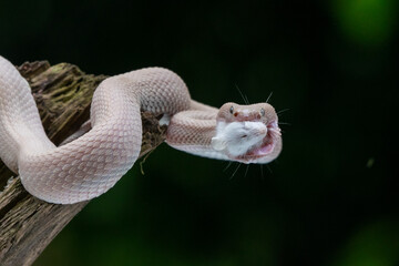 Pink mangrove pit viper Trimeresurus purpureomaculatus eats a white mouse after shedding skin with natural bokeh background