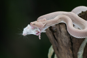 Pink mangrove pit viper Trimeresurus purpureomaculatus eats a white mouse after shedding skin with natural bokeh background