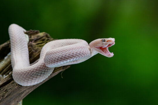 Angry Pink mangrove pit viper Trimeresurus purpureomaculatus open its mouth after shedding skin with natural bokeh background