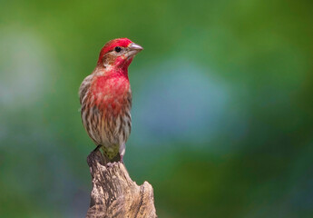Red House Finch (Haemorhous mexicanus ) perched on a small branch in front of a green background.