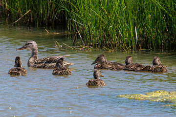 gadwall Mareca strepera is a common duck that swims in the aiguamolls de emporda in girona spain