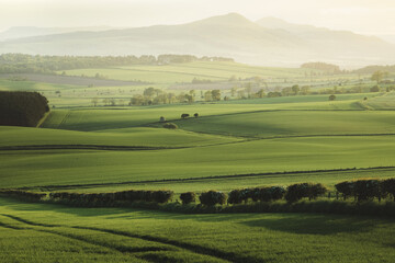 Fototapeta na wymiar Scenic rolling landscape view across green pastoral farmland to Lomond Hills Regional Park and West Lomond Hill from outside of Kennoway, Fife, Scotland, UK.