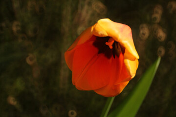 tulip