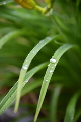 long grasses with rain droplets