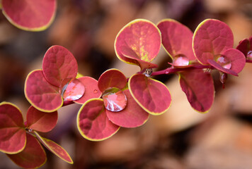 rain droplets on red leaves