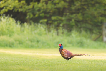A male common pheasant (Phasianus colchicus) in a green grassy clearing near a forest in Aberdour, Fife, Scotland, UK.
